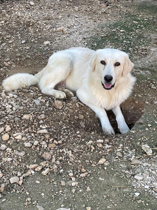 IL DOLCISSIMO LUCKY SIMIL GOLDEN Foto 6